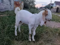 Jarac, Gulabi goats — fotografija 3