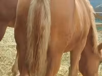 فرس, الخيول — الصورة 1
