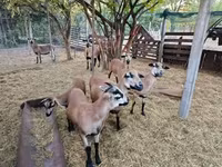 Brebis, Cameroon sheep — photo 3