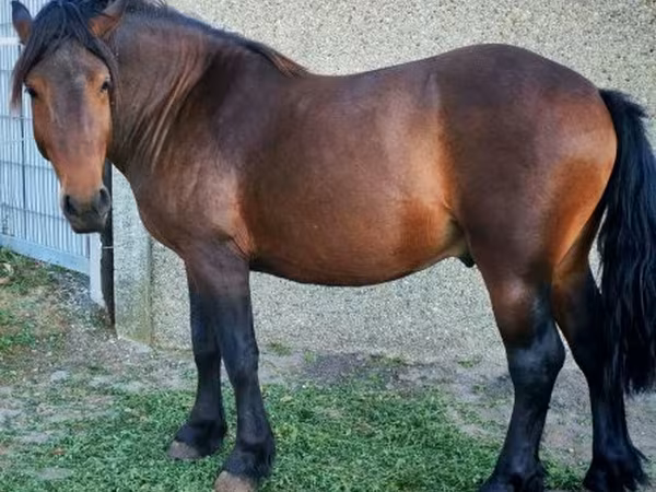 حصان, Međimurje horse
