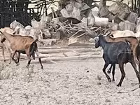Cabra, Cabras — foto 3