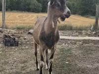 تيس, Alpine goat — الصورة 7