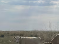 Cow, Kazakh White-headed cow — photo 3