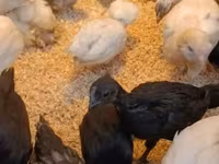 Ayam Cemani — Foto 2