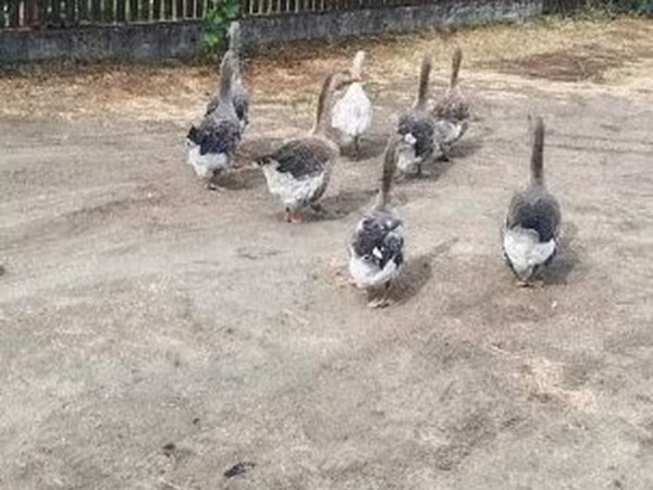 Geese
