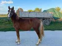 Yegua, Caballos — foto 2