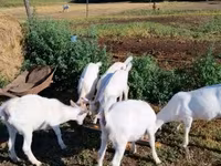 Cabra, Cabras — foto 1