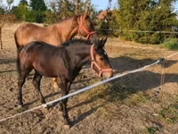 母马, Horses — 照片 1