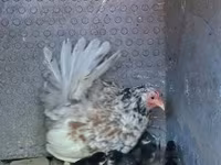 Chickens — fotografija 1
