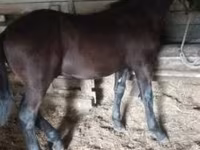 Hengst, Nonius horse — Foto 3