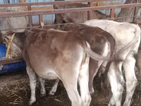 Krava, Simmental cattle — fotografija 6