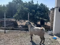 تيس, Damask goat — الصورة 5