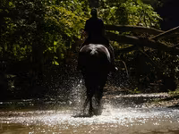 Pastuv, Friesian — fotografija 7