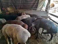 公羊, Sheep — 照片 5