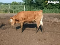 Vache, Simmental cattle — photo 6