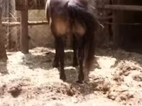 Jument, Chevaux — photo 2