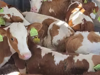 Goveda (partija, pol nije naveden), Simmental cattle — fotografija 1