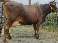 Vache, Simmental cattle — photo 4