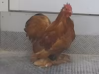 Bantam Pekín — foto 2