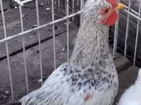 gallina danesa — foto 4