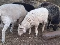 Bélier, Merino sheep — photo 2