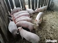Pigs (batch, sex not specified), Крупная белая — photo 2