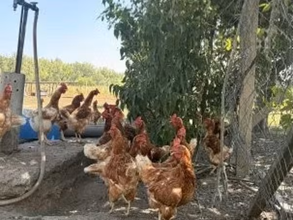 Chickens — Hungria
