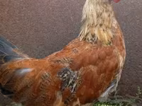 Chickens — foto 4