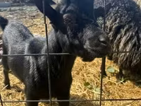 Billy Goat, Dutch Landrace goats — photo 2
