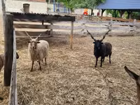 Carnero, Racka sheep — foto 1