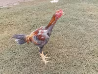 Chickens — fotografija 5