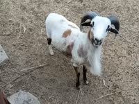 Ovca, Cameroon sheep — fotografija 2