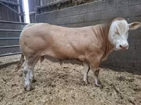 Bik, Blonde d’Aquitane cattle — fotografija 1