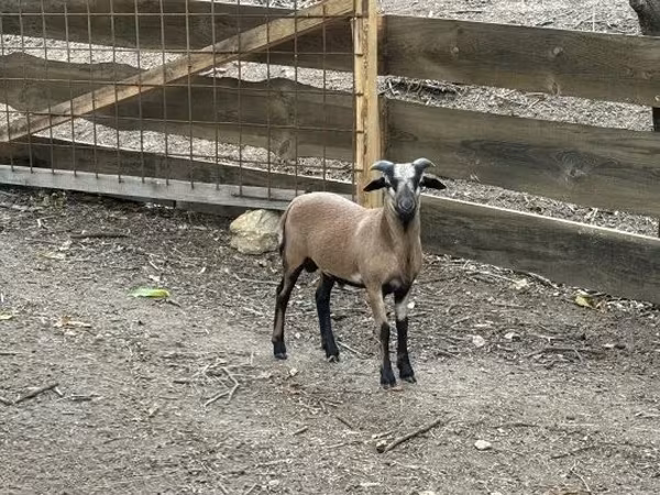 Bélier, Cameroon sheep — Hongrie