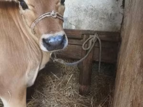 गाय, जर्सी नस्ल