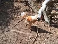 Chickens — Foto 4