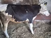 İnək, Russian Black pied cattle — foto 2