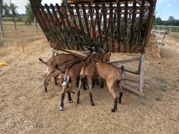 雄ヤギ, Alpine goat