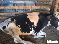 بقرة, Russian Black pied cattle — الصورة 3