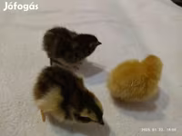 Quails — Foto 2
