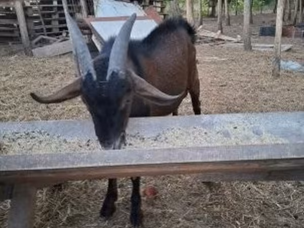 Jarac, Nubian Goat