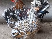 Chickens — fotografija 5