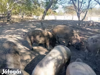 Schweine (Partie, Geschlecht nicht angegeben), Мангалица — Foto 1
