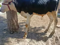 Бұқа, Russian Black pied cattle — 2-сурет