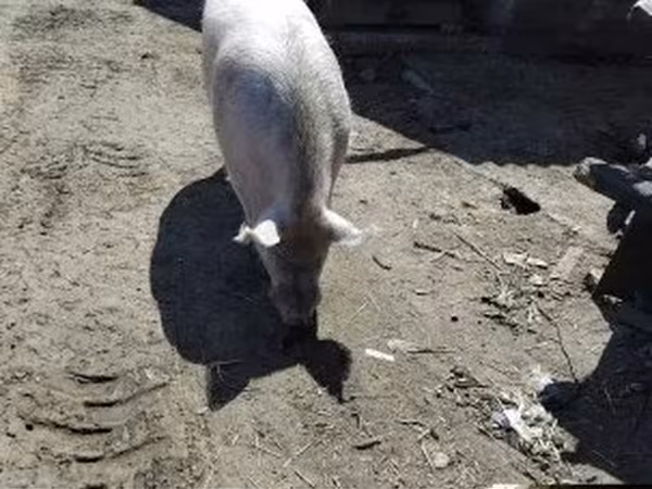 नर सूअर, Крупная белая