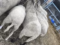 Sheep, Sheep — photo 2