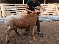 Moutons (lot, sexe non indiqué), Arashan sheep — photo 4