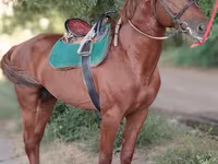 Pastuv, Trakehner — fotografija 6