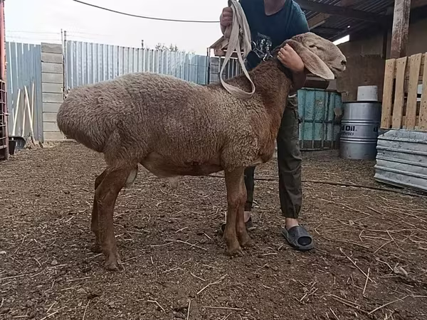 Вівці (партія, стать не вказано), Arashan sheep