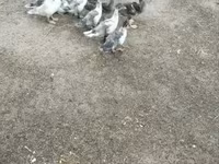 Ducks — Foto 4